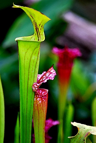 Two Pitcher Plants