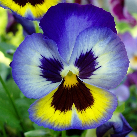 Periwinkle Pansy