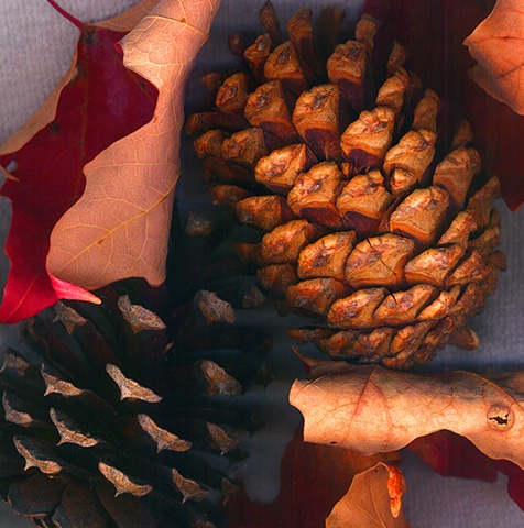 Pine Cones and Leaves