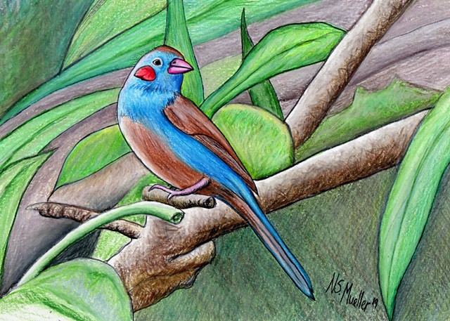 Cordon Bleu Bird II