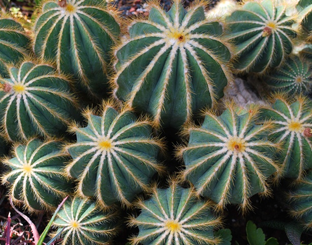 Cactus Pattern I