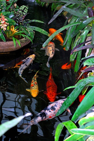 Koi Pond- Lincoln Park Conservatory