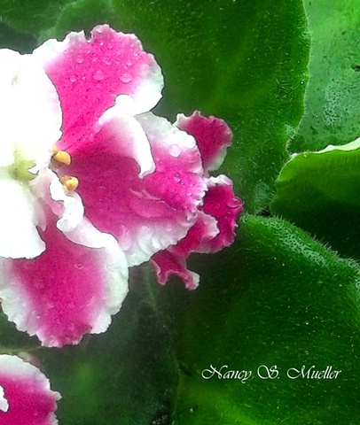 Pink African Violet Painting