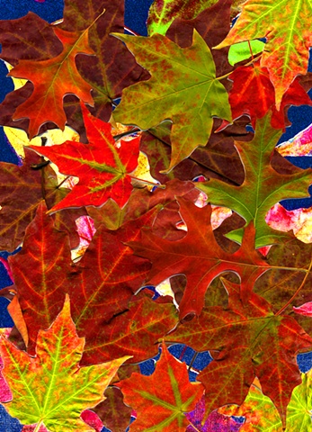 Colorful Leaves, Autumn, collage, Fall, seasonal,