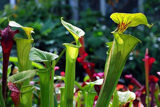 Hungry Pitcher Plants 