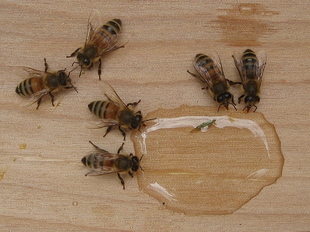 Bees drinking bee tea.