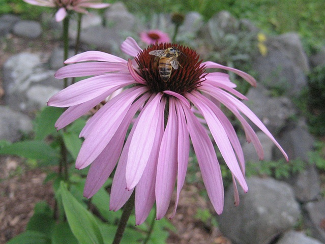 Cone flower with a forager