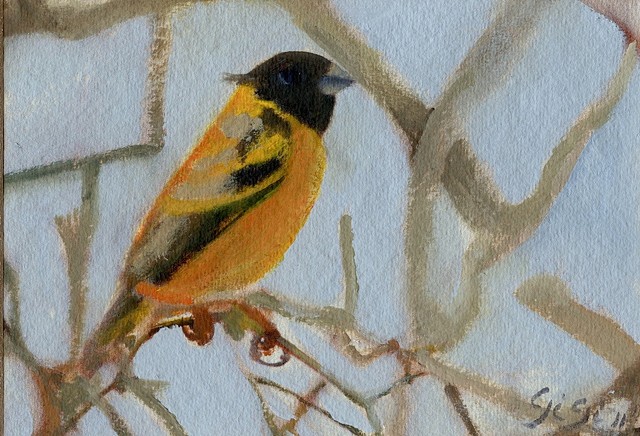 Oil on khadi paper, 5"x 6", thick billed siskin, bird, nature