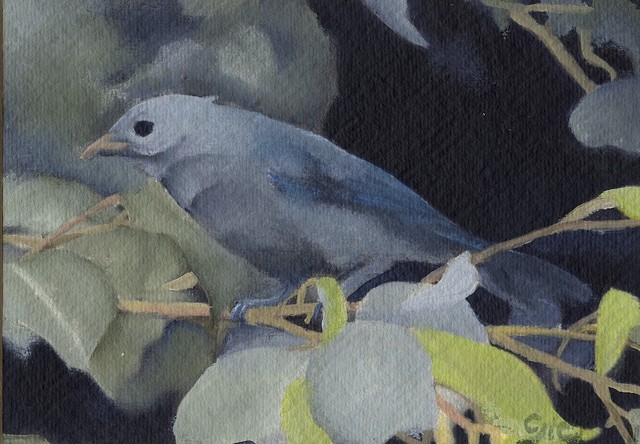 Oil on khadi paper, 5"x 7", blue gray tanager, bird, nature