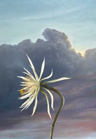 Cereus for Auseklis