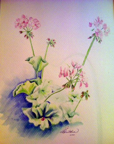 Geraniums