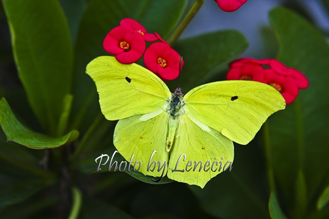 Resting Butterfly