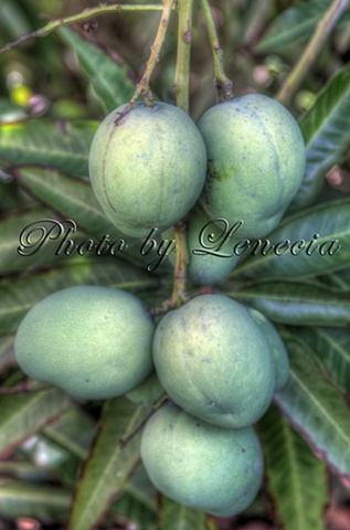 Mangoes in my garden, Grand Cayman, Cayman Islands