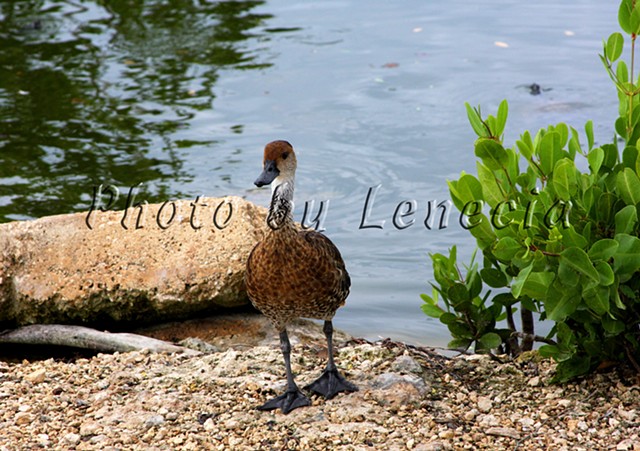 Whistling Duck