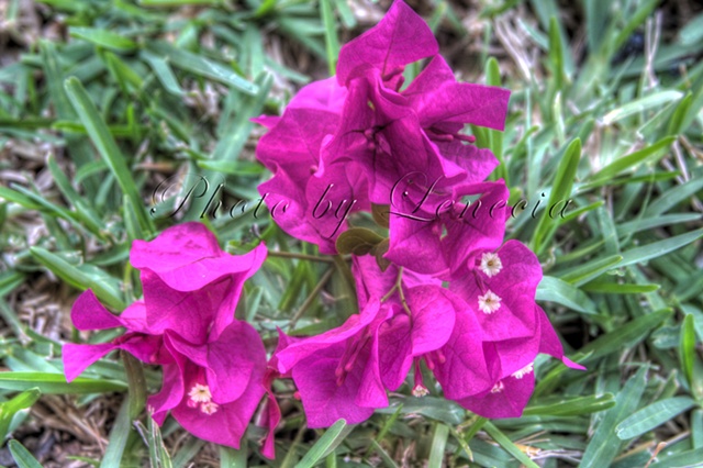 Bouganvillea flower