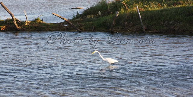 Cattle Egret