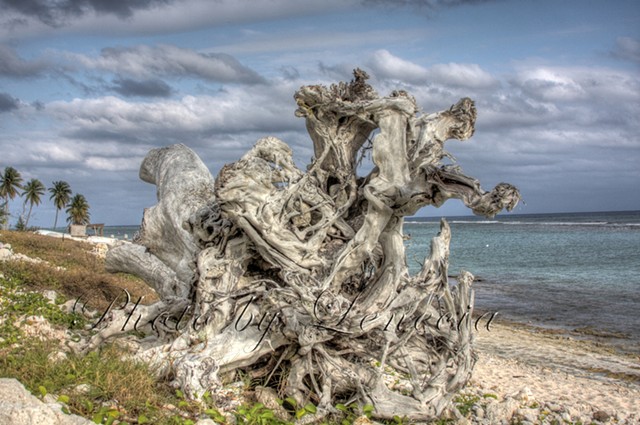 Casuarina remains