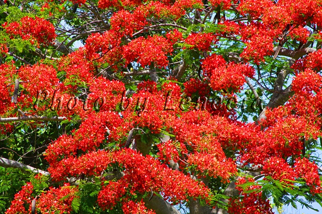 Poinciana