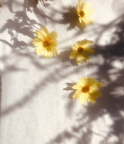 coreopsis in light and shadow