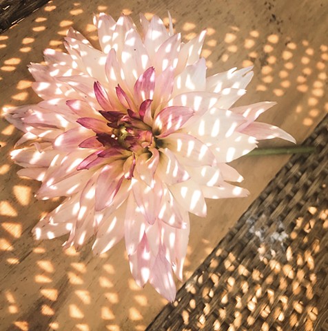 light speckled dahlia 