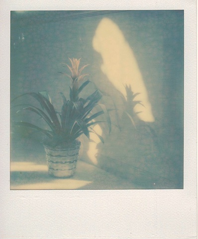 Bromeliad