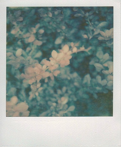 Red Bush