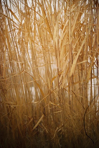 Grasses in the Snow