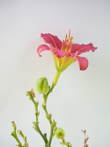 Flower Portrait