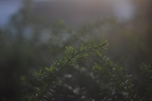 front yard bushes in the evening 