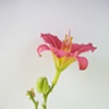 Flower Portrait