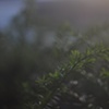 front yard bushes in the evening 