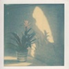 Bromeliad