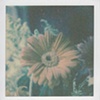 Gerbera