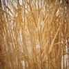 Grasses in the Snow
