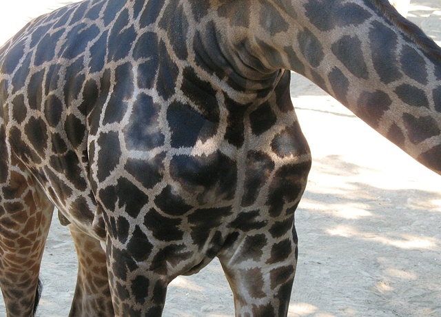 Los Angeles Zoo & Botanical Gardens Giraffe