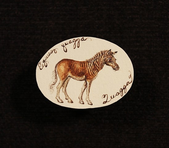 Equus Quagga Quagga