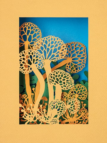 Favolaschia Calocera II