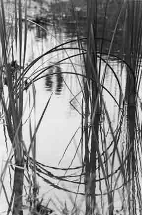 Reeds & Water
