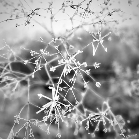 Jodi Adams Photography