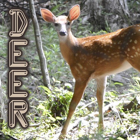 Deer Faunagraphs