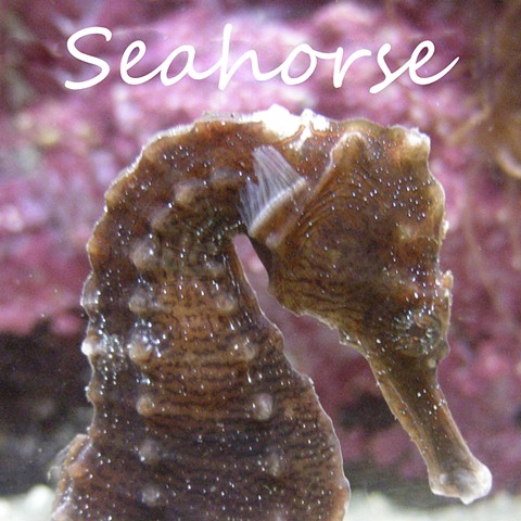 Seahorse Faunagraphs