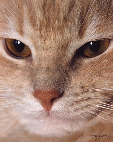 Faunagraphs, cat, eyes, close up