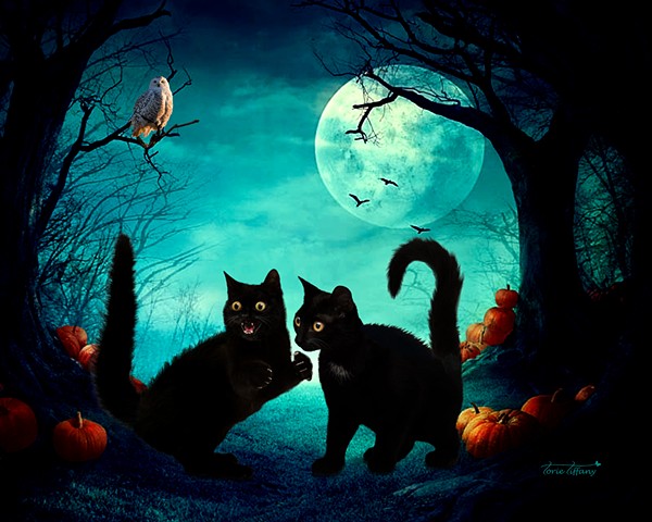 Comic art, Copy Cat art, cat art, spooky art, autumn art, halloween art, animal art, photographic art, word play art, digital art, unique art, digital painting