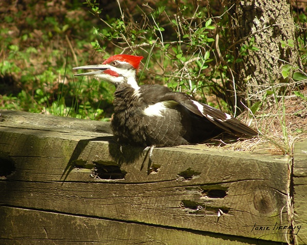 Faunagraphs, pielated woodpecker, wildlife, nature, birds