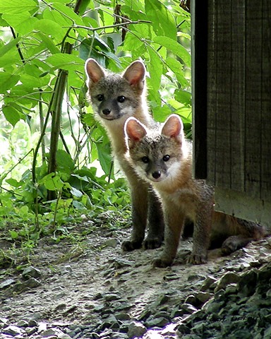 kit fox, nature, wildlife, animals, Faunagraphs