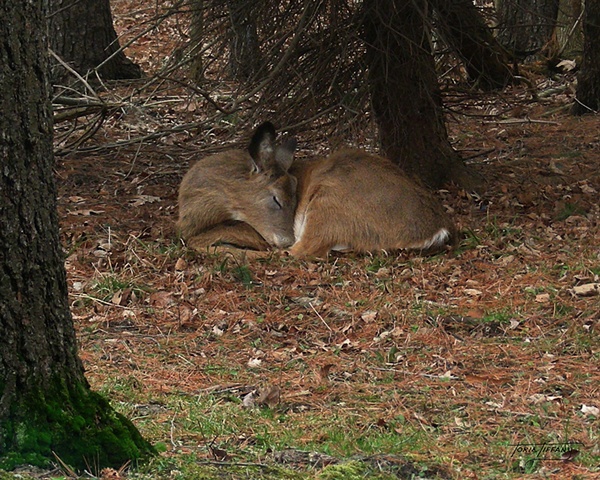 Faunagraphs, deer photo, sleeping deer photo, deer in the woods photo, nature photo, wildlife photo