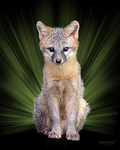 Faunagraphs, wildlife, kit fox
