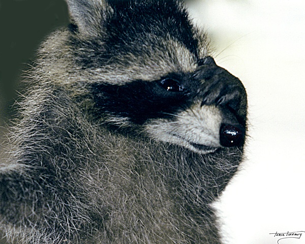 Faunagraphs, raccoon, wildlife