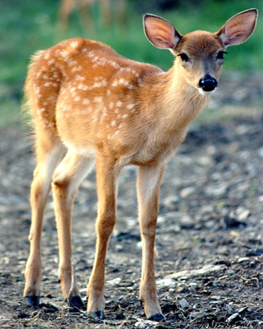Faunagraphs, deer, wildlife, bambi