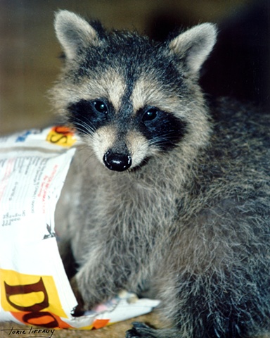 Faunagraphs, raccoon, wildlife